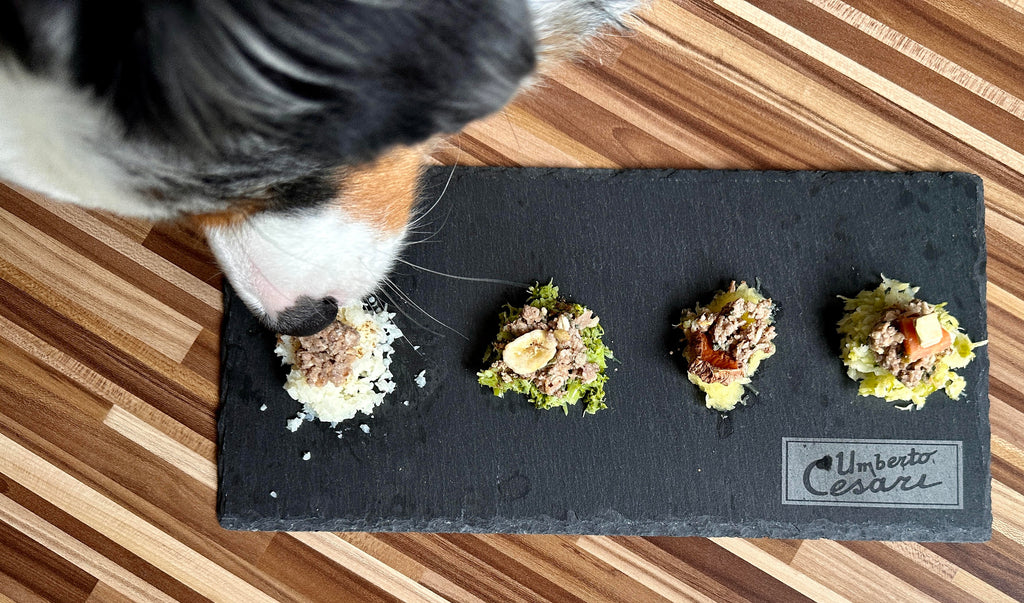 Tapas pour chiens : une recette facile et originale