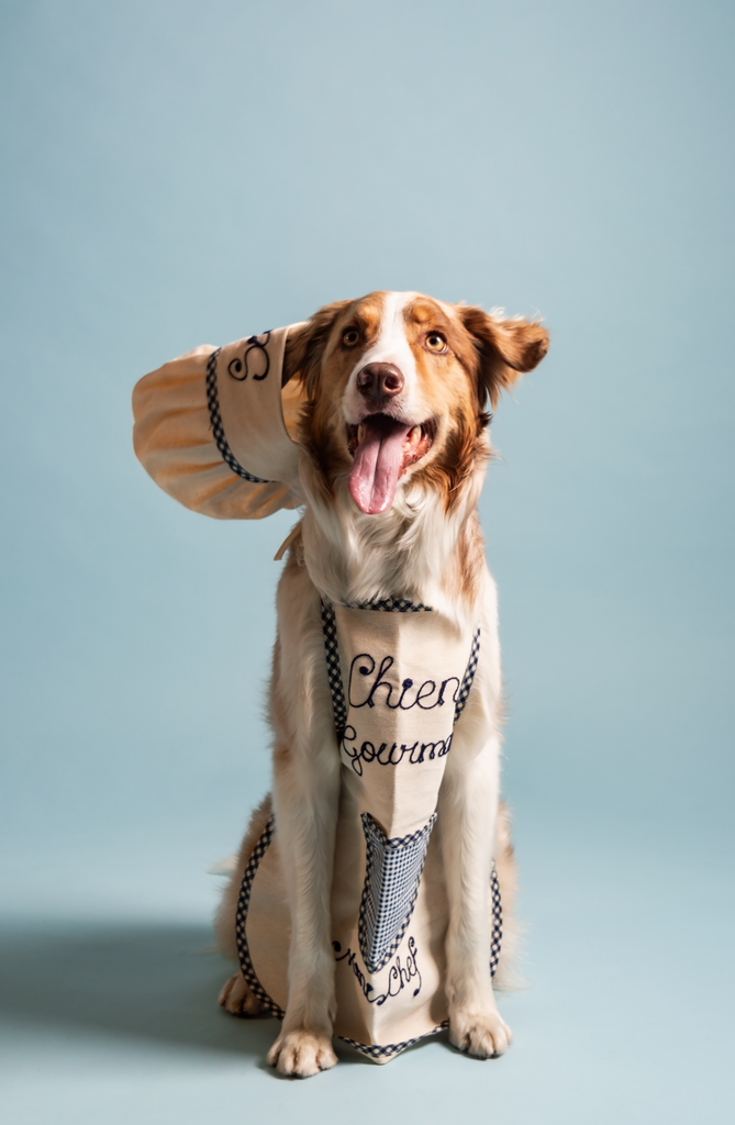 chien border collie qui porte une toque dans un fond bleu et qui sort sa langue